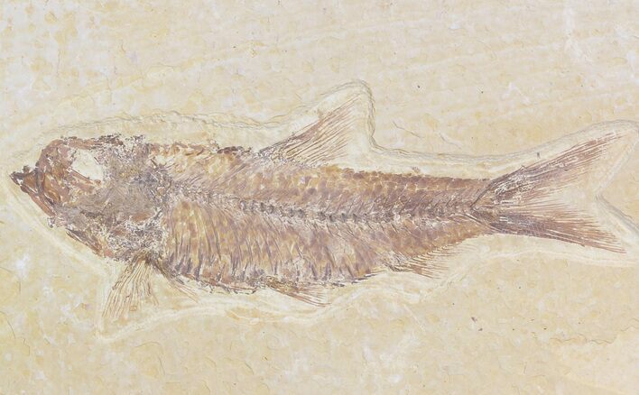 Detailed, Knightia Fossil Fish - Wyoming #42360